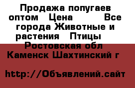 Продажа попугаев оптом › Цена ­ 500 - Все города Животные и растения » Птицы   . Ростовская обл.,Каменск-Шахтинский г.